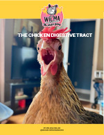 Wilma's Chicken Digestive Tract E-Book PDF to download
